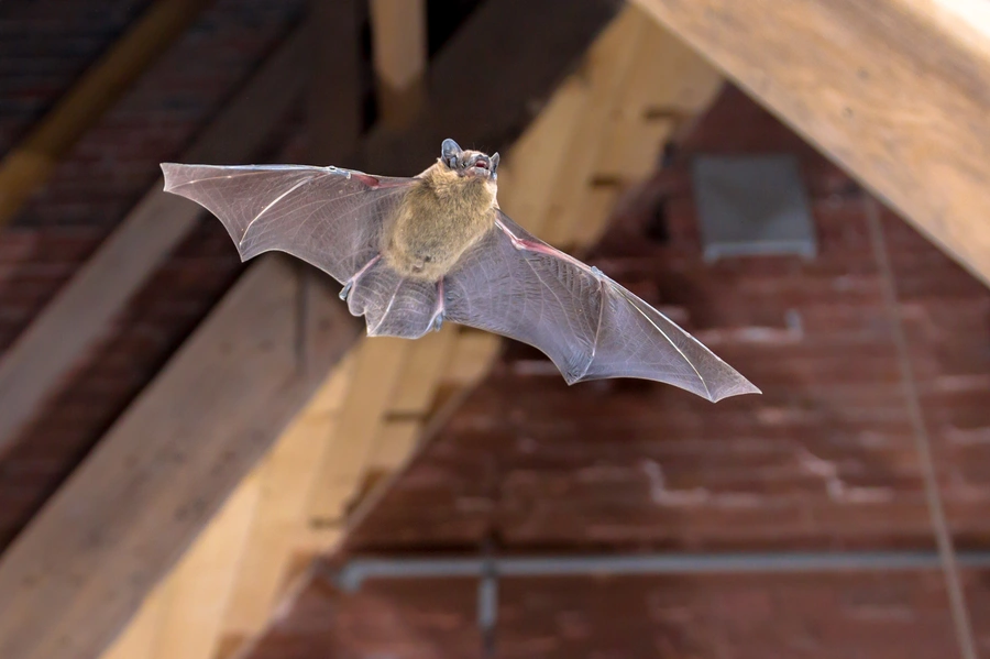 How Bat Removal Services Protect Your Living Space Grandview, MO How Bat Removal Services Protect Your Living Space Grandview, MO