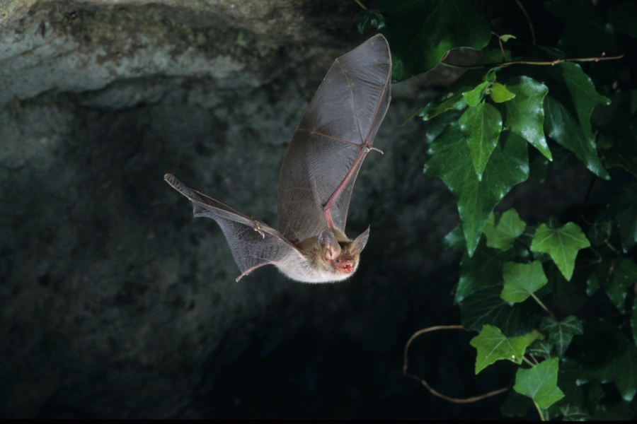 How Bat Removal Services Protect Your Living Space in Grandview, MO How Bat Removal Services Protect Your Living Space in Grandview, MO