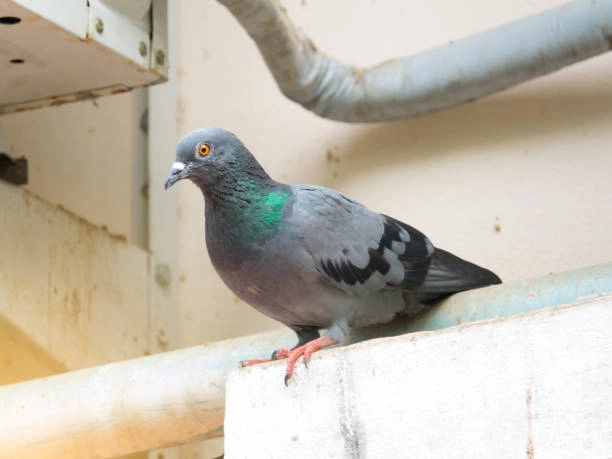 How Bird Removal Services Protect Building Structures Grandview, MO How Bird Removal Services Protect Building Structures Grandview, MO