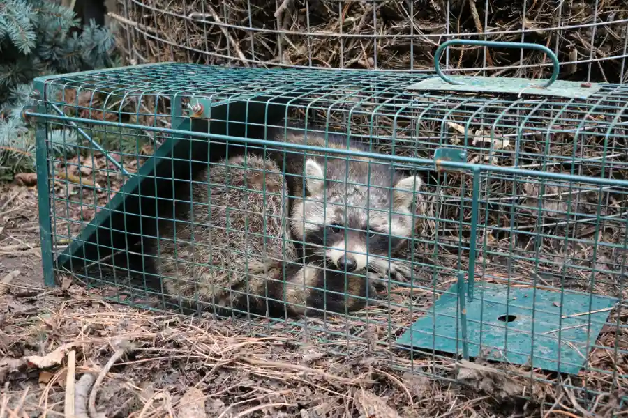 How Raccoon Removal Services Protect Your Home Grandview, MO How Raccoon Removal Services Protect Your Home Grandview, MO