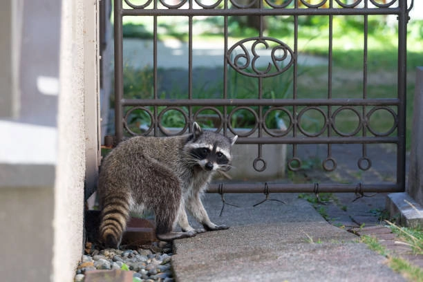 How Raccoon Removal Services Protect Your Home in Grandview, MO How Raccoon Removal Services Protect Your Home in Grandview, MO