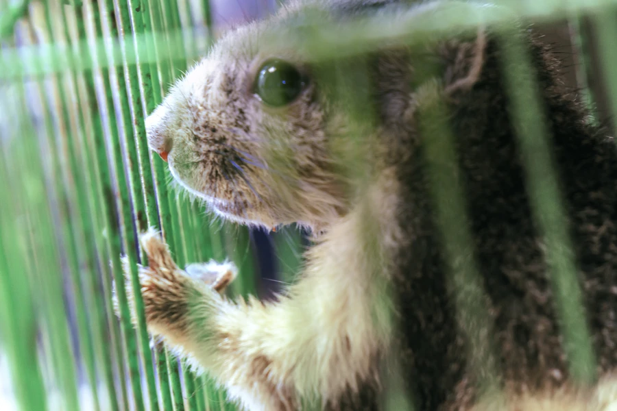 How Squirrel Removal Services Prevent Home Damage Grandview, MO How Squirrel Removal Services Prevent Home Damage Grandview, MO