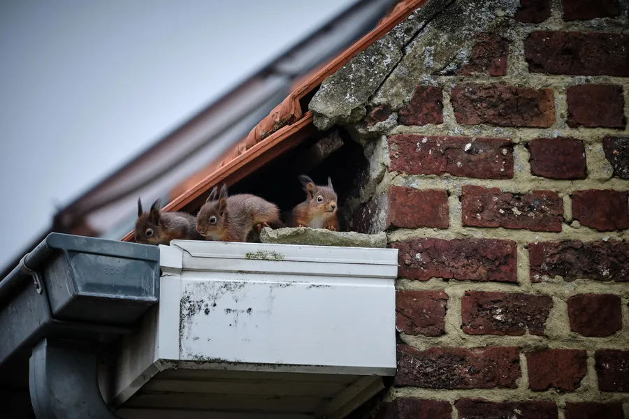 How Squirrel Removal Services Prevent Home Damage in Grandview, MO How Squirrel Removal Services Prevent Home Damage in Grandview, MO