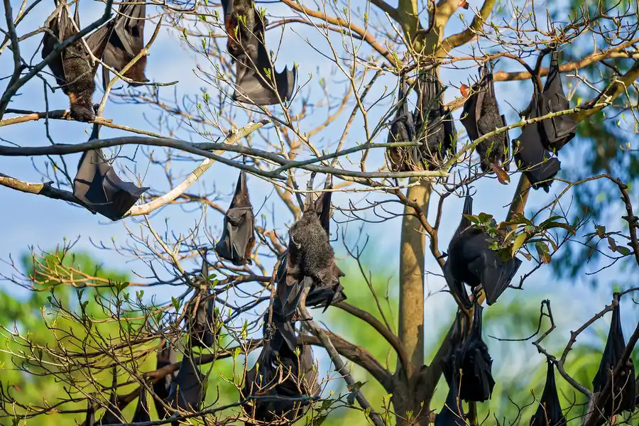 Signs That Bats Are Nesting In Your Attic Or Roof Grandview, MO Signs That Bats Are Nesting In Your Attic Or Roof Grandview, MO