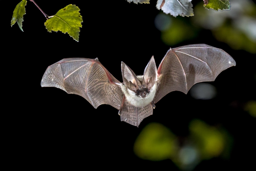 Signs That Bats Are Nesting In Your Attic Or Roof in Grandview, MO Signs That Bats Are Nesting In Your Attic Or Roof in Grandview, MO