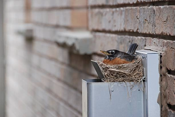 Signs You Need Professional Bird Removal Assistance in Grandview, MO Signs You Need Professional Bird Removal Assistance in Grandview, MO
