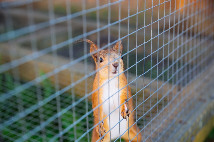 Understanding Squirrel Behavior In Attic Spaces Grandview, MO Understanding Squirrel Behavior In Attic Spaces Grandview, MO