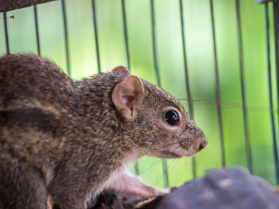 Understanding Squirrel Behavior In Attic Spaces in Grandview, MO Understanding Squirrel Behavior In Attic Spaces in Grandview, MO