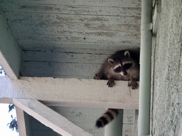 Why Professional Raccoon Removal Is More Effective Grandview, MO Why Professional Raccoon Removal Is More Effective Grandview, MO