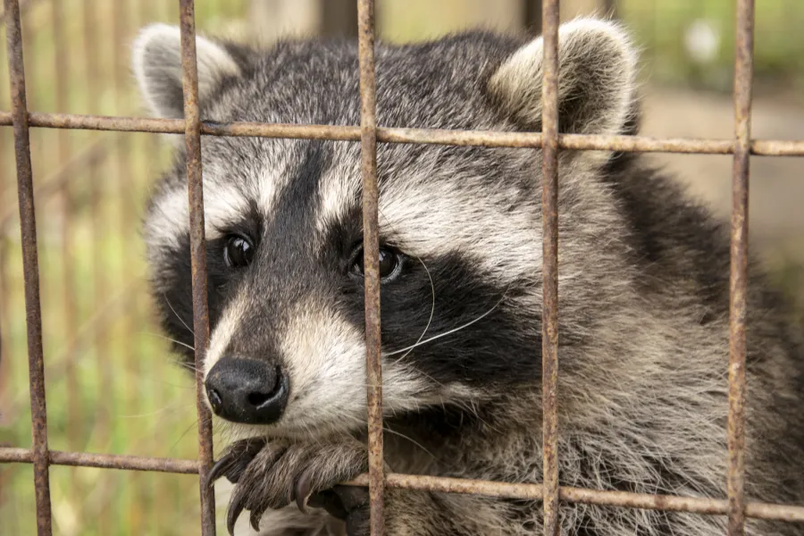 Why Professional Raccoon Removal Is More Effective in Grandview, MO Why Professional Raccoon Removal Is More Effective in Grandview, MO